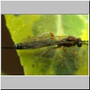 Perithous cf scurra - Schlupfwespe 04 10mm.jpg